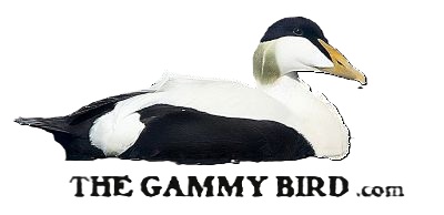 SQUAWK! Visit the Gammy Bird.